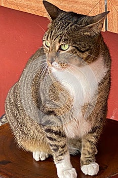 Beautiful cat with green eyes standing alone