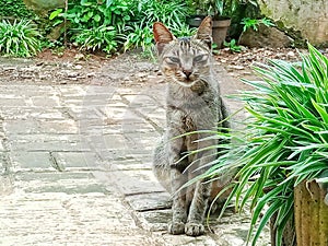 Beautiful Cat with Grey Color and Green Eyes