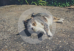 Beautiful cat on the ground it the park in Portugal