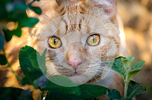 A cat hiding in the bushes