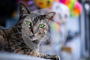 Beautiful cat with intense eyes in front of baloons photo
