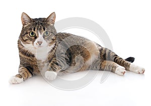 Beautiful cat isolated on a white