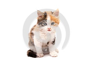 Beautiful cat kitten isolated on white background..