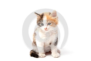 Beautiful cat kitten isolated on white background..