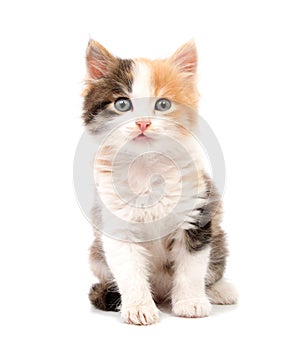 Beautiful cat kitten isolated on white background.