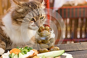 Beautiful cat knows what is healthy food - a healthy diet olive in jar photo