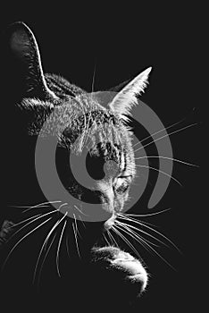 Beautiful cat licking his paw , Low key Black and white Portrait