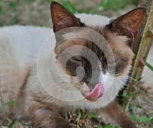 Beautiful cat licking lips.