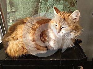 A beautiful cat with light and shadow