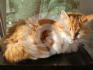 A beautiful cat with light and shadow