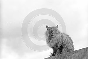 A beautiful cat live in the Guihua temple Songzan