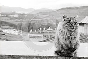 A beautiful cat live in the Guihua temple Songzan