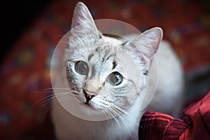 Beautiful cat looking up