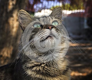 Beautiful cat looking up