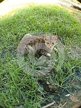 A beautiful cat is always loyal to accompany its owner