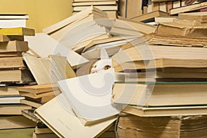 Beautiful cat lurking behind a bunch of books. Selective focus.