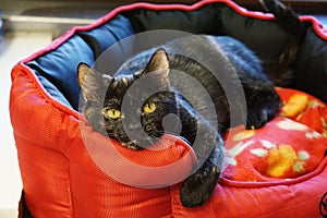 A beautiful cat is lying in the bed