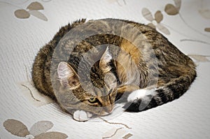 Beautiful cat lying on the bed