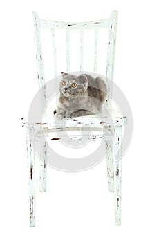 Beautiful cat lying on a chair, isolated on white