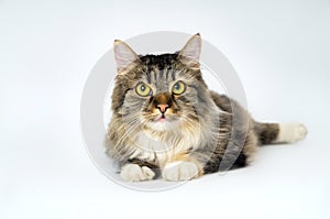 Beautiful cat lying on the floor close up