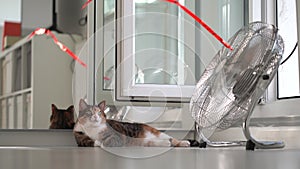 Beautiful cat lying on floor enjoys cold wind from room fan with red ribbon in hot summer weather