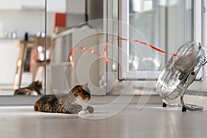 Beautiful cat lying on floor enjoys cold wind from room fan with red ribbon in hot summer weather