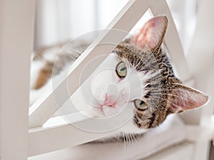 Beautiful cat lying on a white chair at home, indoors, funny face expression. Striped not purebred kitten looks into the