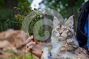 Beautiful Maine Coon cat and a sprig of blueberries in the hands of a woman