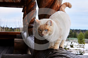 Beautiful cat on a massive wooden veranda of a village house on the background of a winter landscape