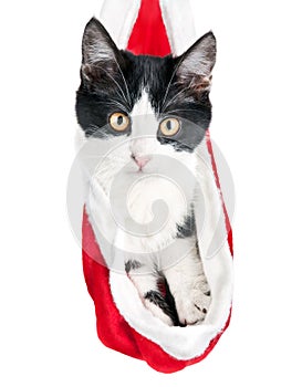 Beautiful cat in a New Year's cap