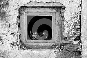 Beautiful Cat in old abandoned house window