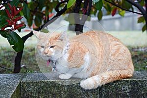 Beautiful cat in Onomichi, Japan