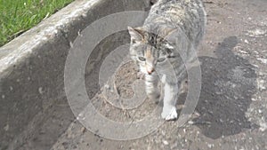 Beautiful cat outdoors in the city close-up. A homeless hungry animal on the streets of the city wants to find its home