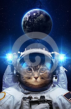 Beautiful cat in outer space