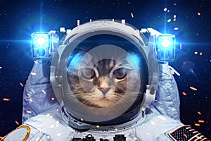 Beautiful cat in outer space