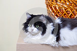 Beautiful Cat Persian breed on the background of the basket. Black and white color, green eyes. Metis. Close-up