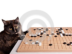 Beautiful Cat playing boardgame Go