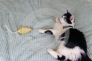 Beautiful cat playing with a mouse toy on bed
