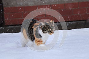 A beautiful cat is playing and running in snow. Domestic animal frolic with herself. It snows