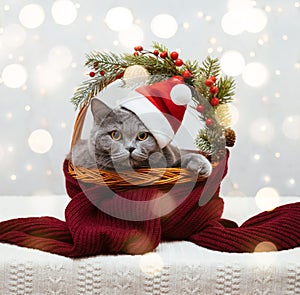 Beautiful cat in red Santa hat lying in Christmas basket on white background with bokeh lights. British cat with New Year