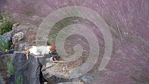 A beautiful cat resting under the Silver grass plants