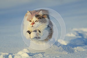 Beautiful  a cat runs swiftly through the white snow in a sunny winter garden