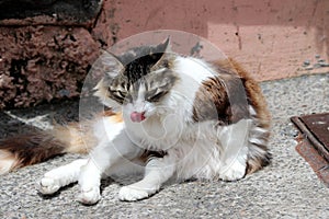 Beautiful cat - Salvador da Bahia, Brazil