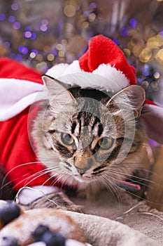 Beautiful cat in a santa claus hat. Background with bokeh, photo for Merry Christmas card. Copy space