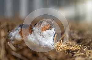 Beautiful cat sat snuggled up content in sunshine on fresh straw and hay in horses stable isolated from background in sunshine