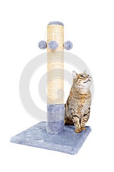 Beautiful cat with scratching post