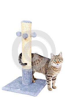 Beautiful cat with scratching post