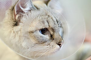 Beautiful cat Siberian Neva Masquerade in a plastic collar
