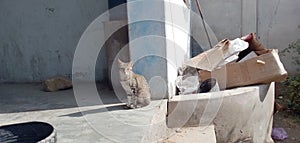 A beautiful cat is sit in a floor lookin at camera