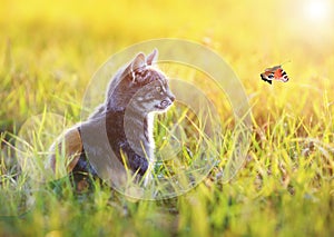 Beautiful cat sits in the green grass on a Sunny meadow in the s